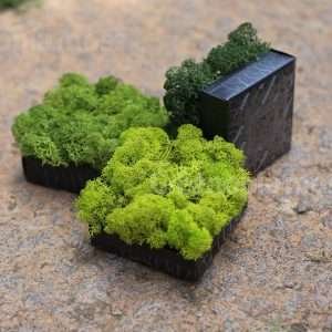 Moss Pixels